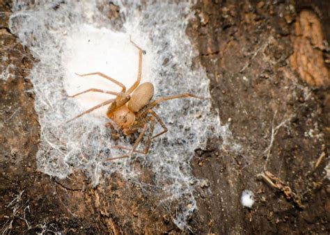 Indiana Brown Spider Recluse Brown Egg Sack Female Spiders Villain ...