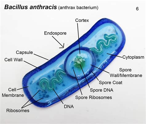 Bacillus anthracis 6 Anthrax Bacteria Oranment by trilobiteglassworks ...