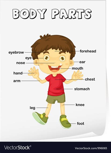 Body Parts Diagram For Kindergarten / Pin On S C H O O L - This large ...