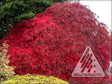 Acer palmatum dissectum ‘Crimson Queen’ – Iseli Nursery