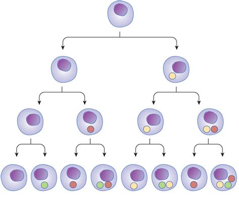 Cellular Differentiation Results From Which of the Following - Gabriela ...