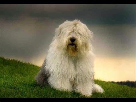 Old English Sheepdog (Bobtail) - Dog Breed - YouTube