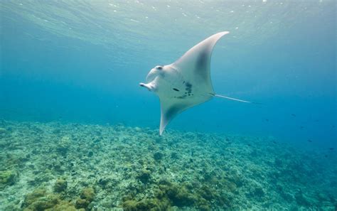 Tubbataha Reef named among 'best scuba diving destinations' | Philstar.com