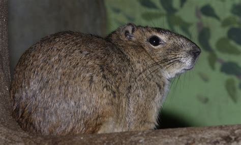 Rock cavy | Smithsonian's National Zoo and Conservation Biology Institute