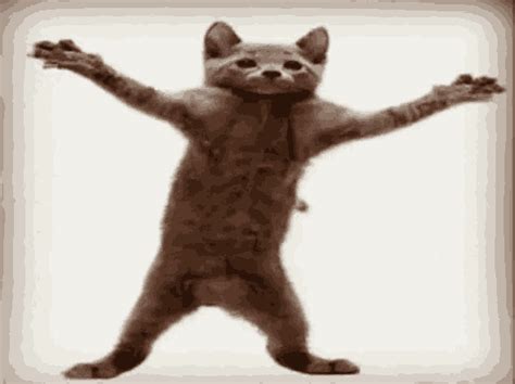 Happy Dance GIF - Happy Dance Cat - Discover & Share GIFs