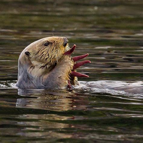 Kodiak Wildlife Viewing | Kodiak Wildlife Cruises | Galley Gourmet