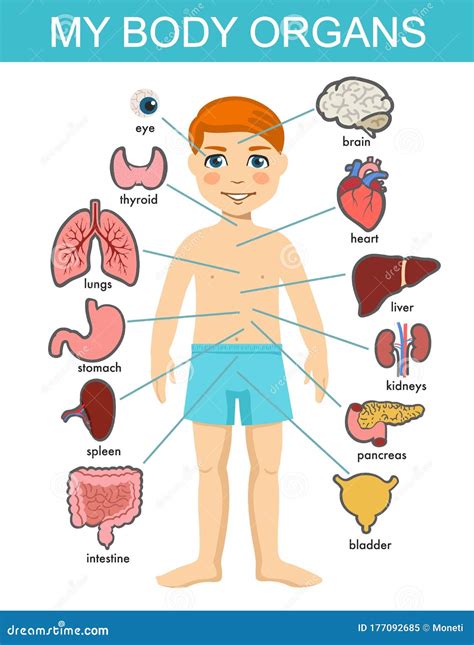 Human Body Anatomy, Child Vector Medical Organs System. Boy Body ...