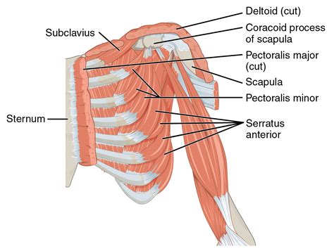 How to Release the Pectoralis Minor - MS Physiotherapy