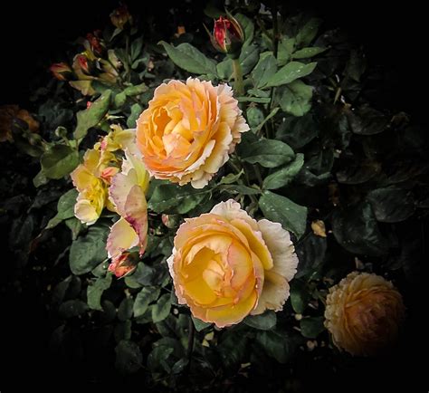 Thom Zehrfeld Photography : Heirloom Roses