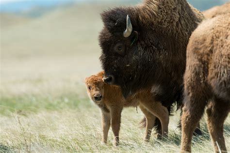 One year later: Bison herd gains hoof-hold and boosts conservation ...