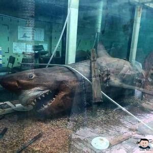 Rosie, the great white shark. | Wildlife park, Great white shark, Abandoned