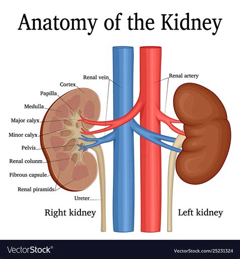 Anatomy kidney Royalty Free Vector Image - VectorStock