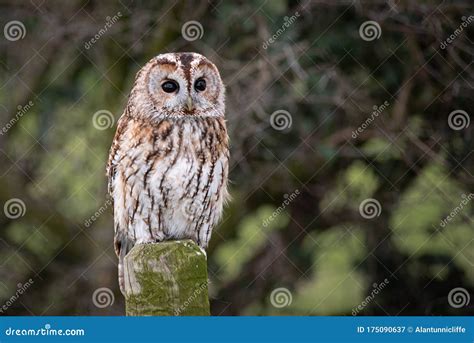 Tawny Owl with Eyes Wide Open Stock Image - Image of nature, outside ...