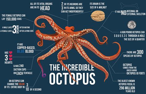 Octopus - World Of Good Account Navigateur