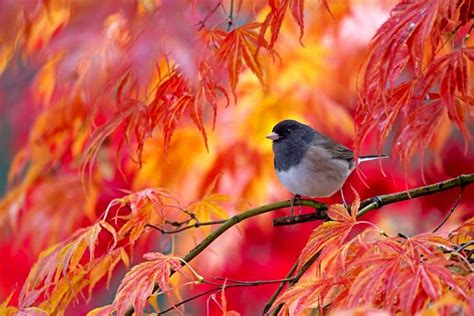 Autumn | Autumn animals, Beautiful birds, Bird