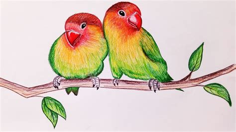 Realistic Parrot Drawing