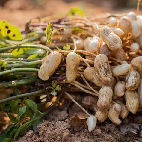 Peanut Seeds - Peanut Plant Arachis Hypogaea Flower Seed