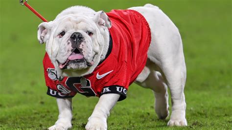 Georgia Bulldogs football: Mascot Uga won't be on sideline this year