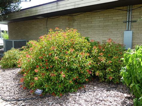 Wild About Florida Native Plants – Firebush - Extra Mile Pest Control ...