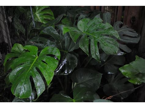 How To Grow Tropical Plants: Tips and Tricks You Should Know - Harvest ...