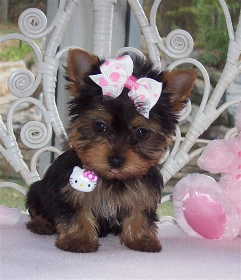 Yorkshire Terrier Puppies For Sale | Springfield, MO #123281