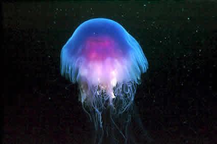 Dangerous of Wild Animals: Jellyfish