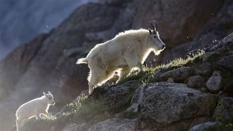 Colorado Wildlife - Wildlife Watching in Colorado | Colorado.com ...