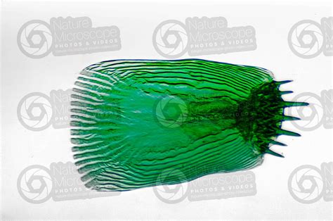 Ctenoid scale - Scales - Fishes - Integumentary system - Comparative ...