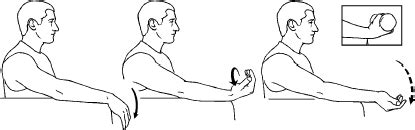 Wrist Flexion: (Eccentric) - Elbow Extended