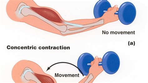 women usa connect: Concentric vs Eccentric Contractions for Spiritual ...