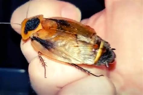 Discoid Roaches: All You need to Know | APB