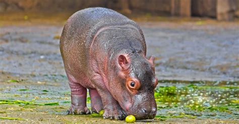 Newborn Hippopotamus