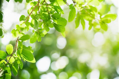 Beautiful nature view green leaf on blurred greenery background under ...