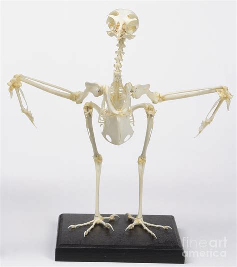 Sparrowhawk Skeleton Photograph by Steve Gorton / Dorling Kindersley ...