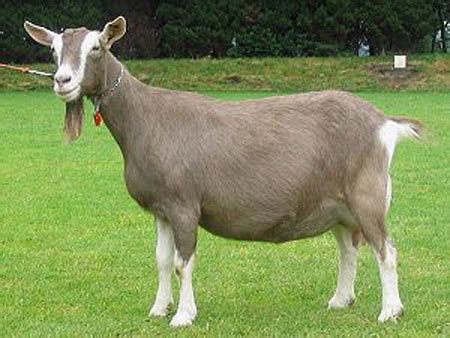 Goat breeds - Toggenburg Goat