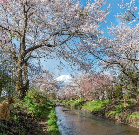 Cherry Blossom with Full Blooming and Fuji Mountain. Stock Image ...