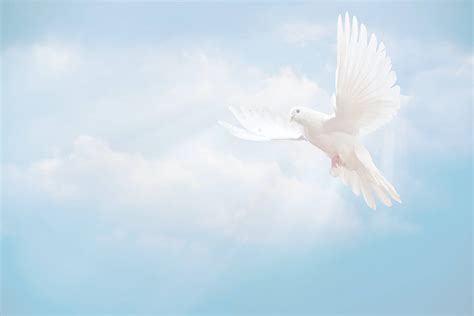 Download Dove And Funeral Clo Wallpaper | Wallpapers.com