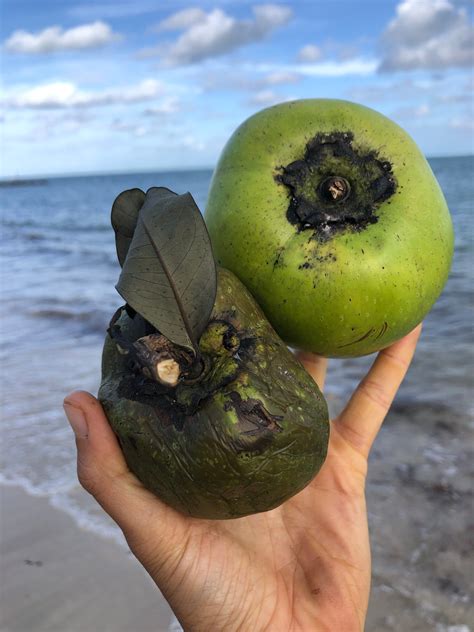 Black Sapote - Buy Black Sapote online from Miami Fruit