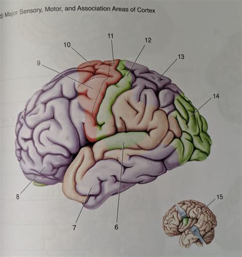 Major sensory, motor, and association areas of cortex Diagram | Quizlet