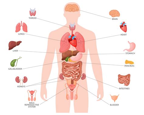 Human anatomy concept. Infographic poster with the internal organs of ...