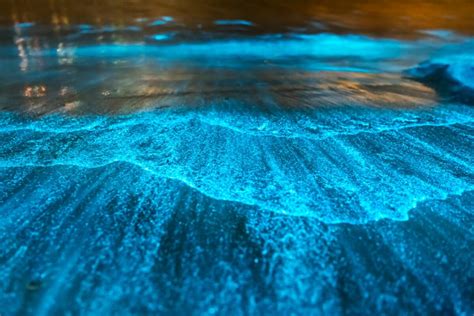 The presence of bioluminescent plankton and algae on the coasts