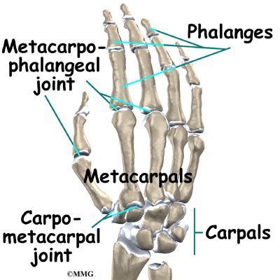 Ulnar Collateral Ligament Injuries of the Thumb - eOrthopod.com