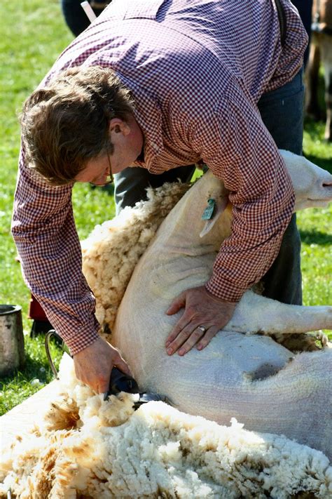 Sheep Shearing Free Photo Download | FreeImages