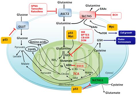 Glutamate Metabolism Pathway