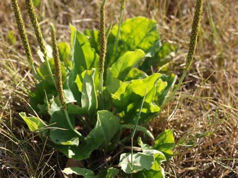 What Does Plantain Look Like: How to Identify Two Species of this ...