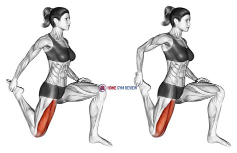 Quadriceps stretch - Home Gym Review