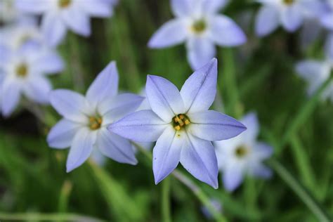 Blue Star Creeper Flowers Photograph by Patricia Oldfield - Fine Art ...