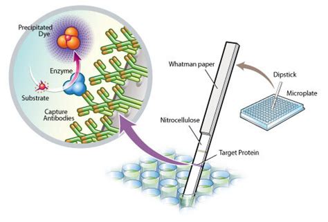 Enzyme Activity Assay Service