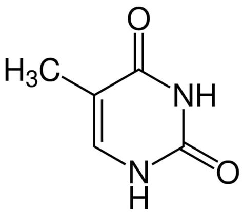 Thymine - Definition and Structure | Biology Dictionary