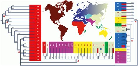 MtDNA haplogroup tree and distribution map - Human mitochondrial DNA ...